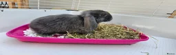 Mini Lop rabbits for sale: Mini lop baby bunnys - Advert 1