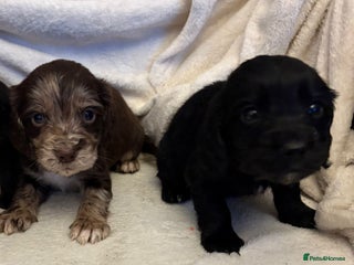 Cocker Spaniel dogs REDUCED - Cocker Spaniel Pups Need Forever Homes! - Advert 6