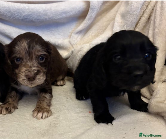 Cocker Spaniel dogs REDUCED - Cocker Spaniel Pups Need Forever Homes! - Advert 1