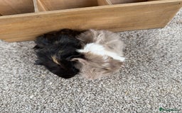 Guinea Pig rodents for sale: Two pairs of Guineapig boys to reserve  - Image 4