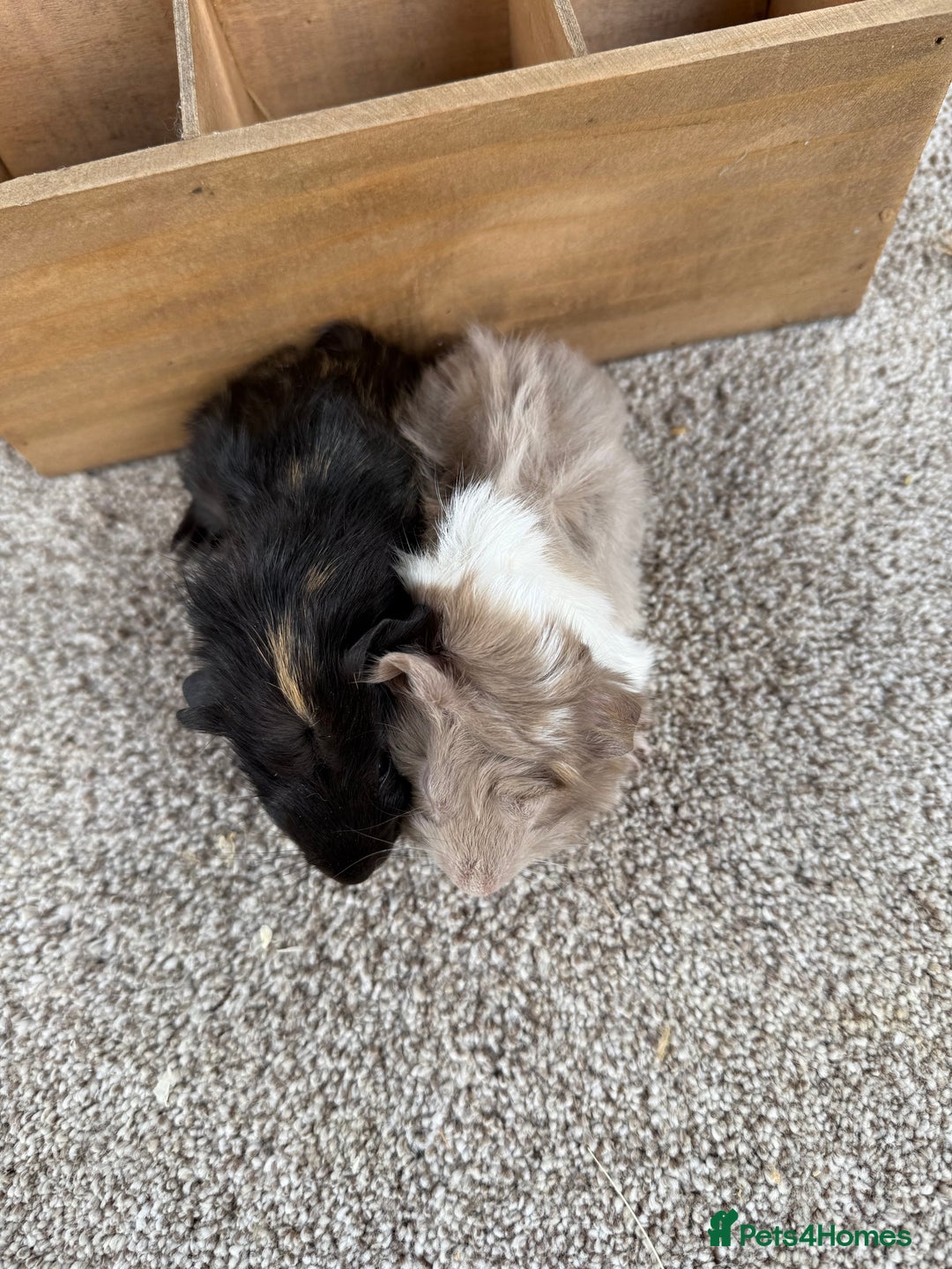 Guinea Pig rodents for sale: Two pairs of Guineapig boys to reserve  - Image 4