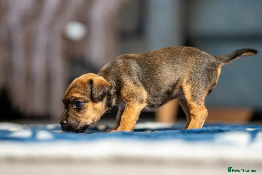 Mixed Breed dogs for sale: 6 Lakeland Cross Puppies for Sale - Image 10