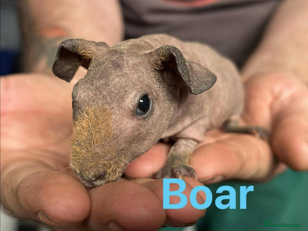 Guinea Pig rodents for sale: Skinny Pig Boars  - Image 5