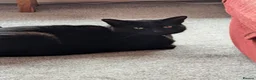 Mixed Breed cats for sale: Home needed for 2 cat sisters, 4 year old  - Advert 5