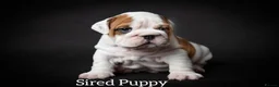 English Bulldog dogs for stud: Qualified Crufts20/21/22/23/24 Health Certificates in Slough - Advert 13