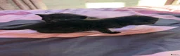 British Shorthair cats for sale: Kittens for sale  in Bradford - Advert 5