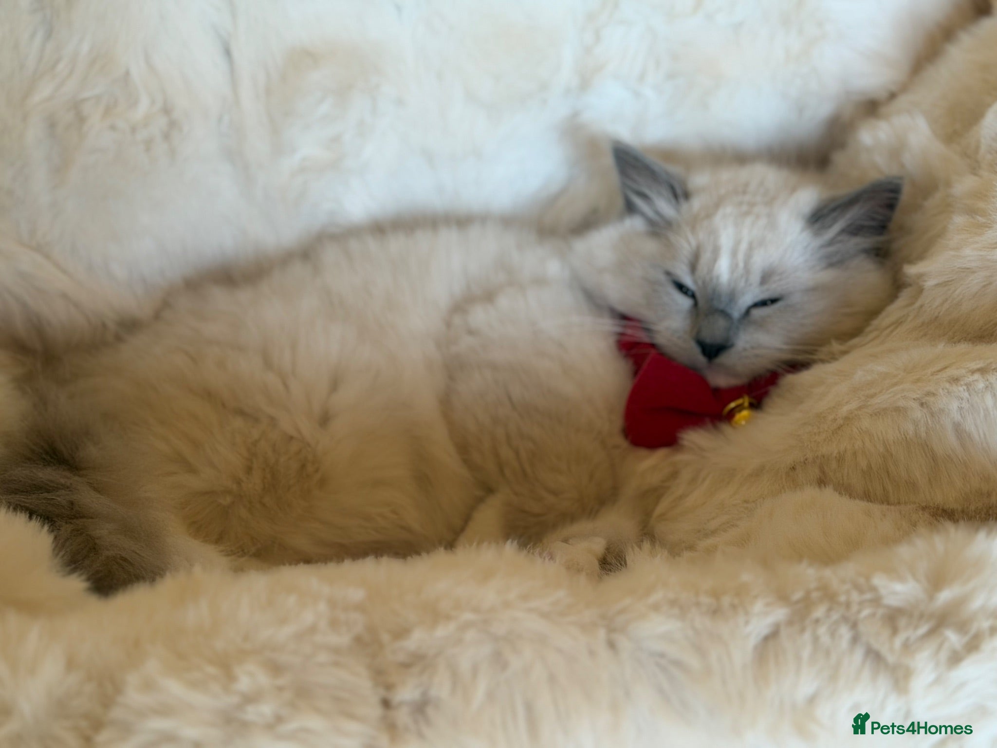Ragdoll cats 💙 👑 The Alpha Collection | TICA Ragdolls 🧸 - Advert 2