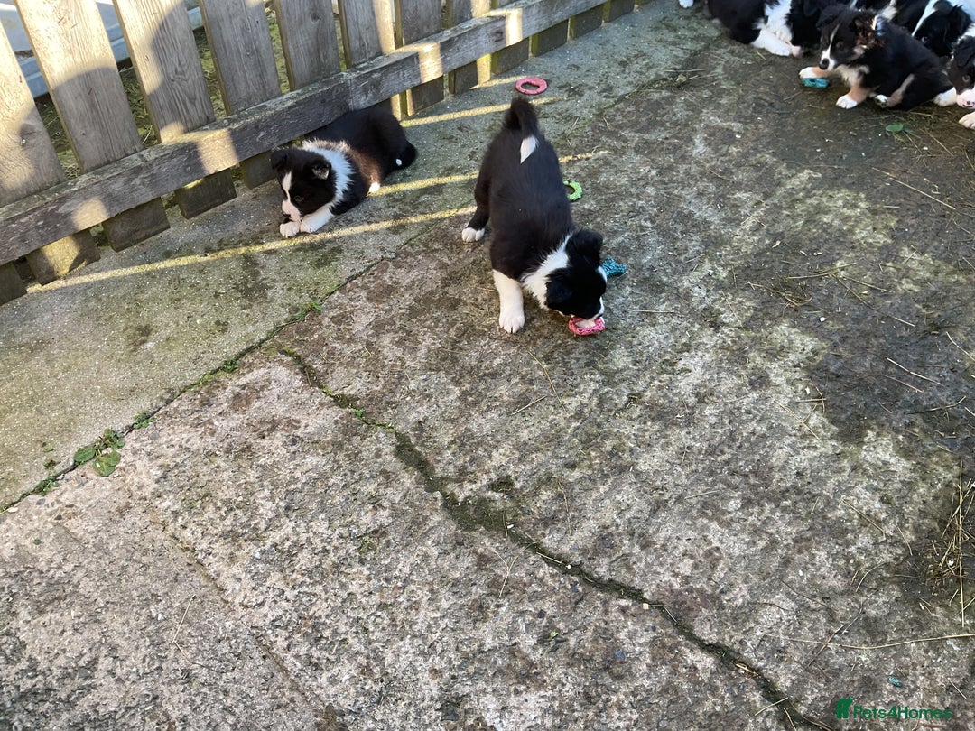 Border Collie dogs for sale: Border Collie puppies  - Image 22