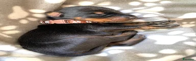 Dobermann 6