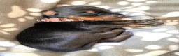 Dobermann dogs for sale: KC REGISTERED DOBERMAN PUPPIES - Advert 31