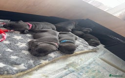 Staffordshire Bull Terrier dogs for sale: Staffordshire Bull Terrier Puppy purple  - Beautiful KC reg Blue Staffordshire bullterriers  - Image 8