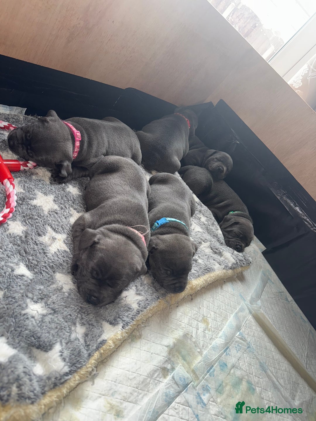 Staffordshire Bull Terrier dogs for sale: Staffordshire Bull Terrier Puppy purple  - Beautiful KC reg Blue Staffordshire bullterriers  - Image 8