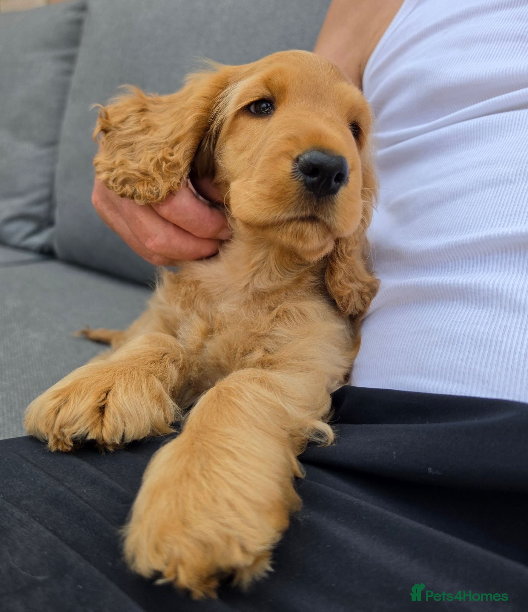 Cocker Spaniel dogs KC SHOW COCKER SPANIELS ( GENETIC TESTED PARENTS) - Advert 18