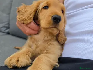 Cocker Spaniel dogs KC SHOW COCKER SPANIELS ( GENETIC TESTED PARENTS) - Advert 18