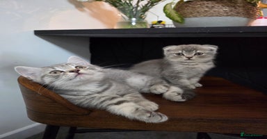 Mixed Breed cats  British shorthair & Scottish Fold mix - Advert 6