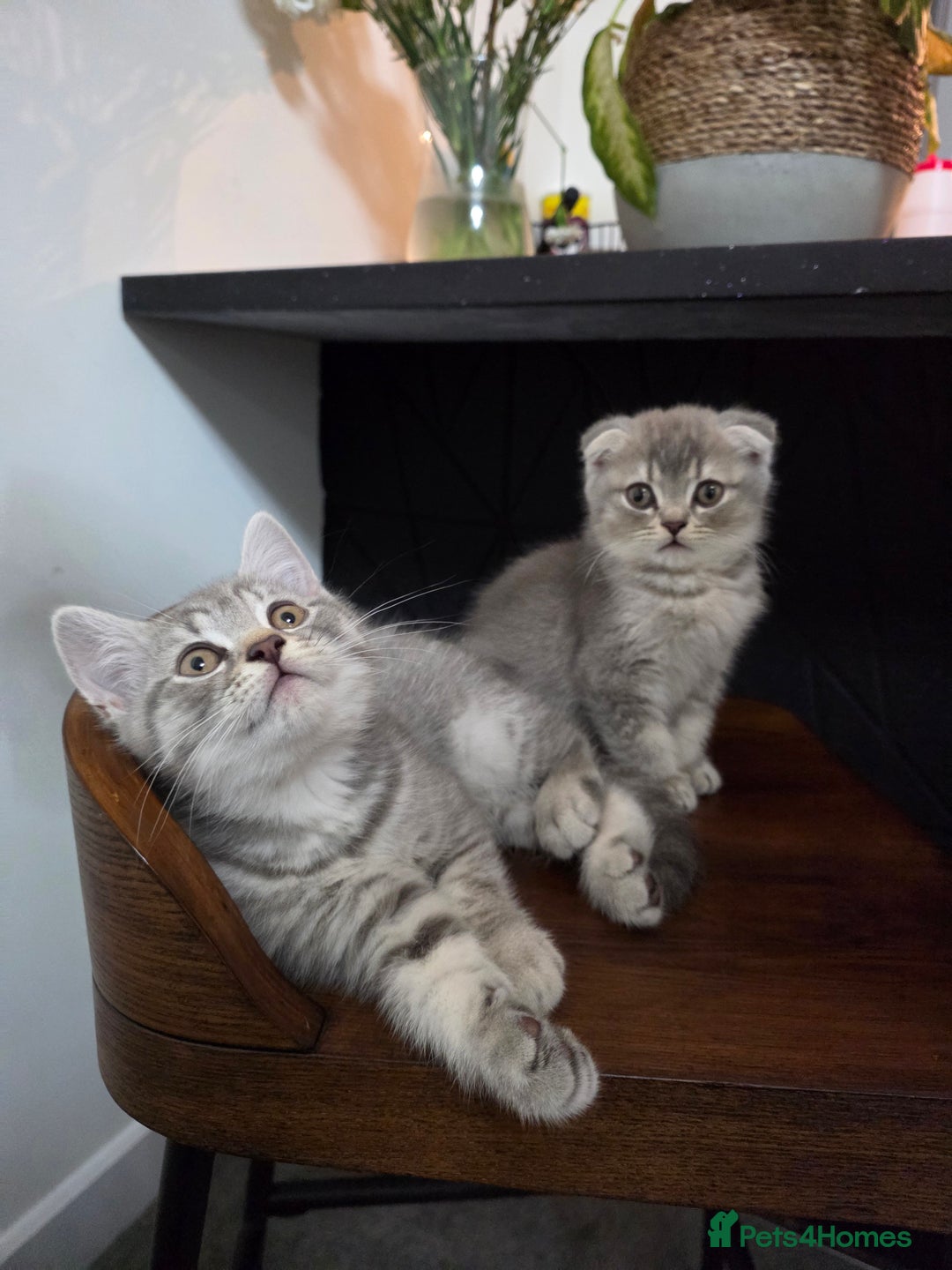Mixed Breed cats for sale:  British shorthair & Scottish Fold mix - Image 1