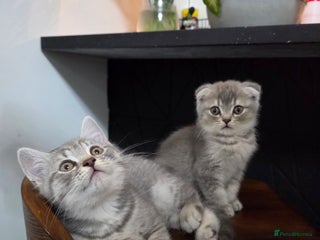 Mixed Breed cats - Advert 30