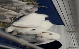 Mini Lop rabbits for sale: Mini lop rabbits  - Image 9