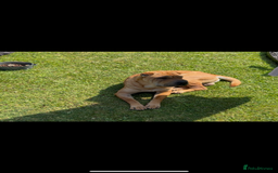 Shar Pei dogs for sale: 1.5 year old Shar Pei - immediate rehome needed - Image 2