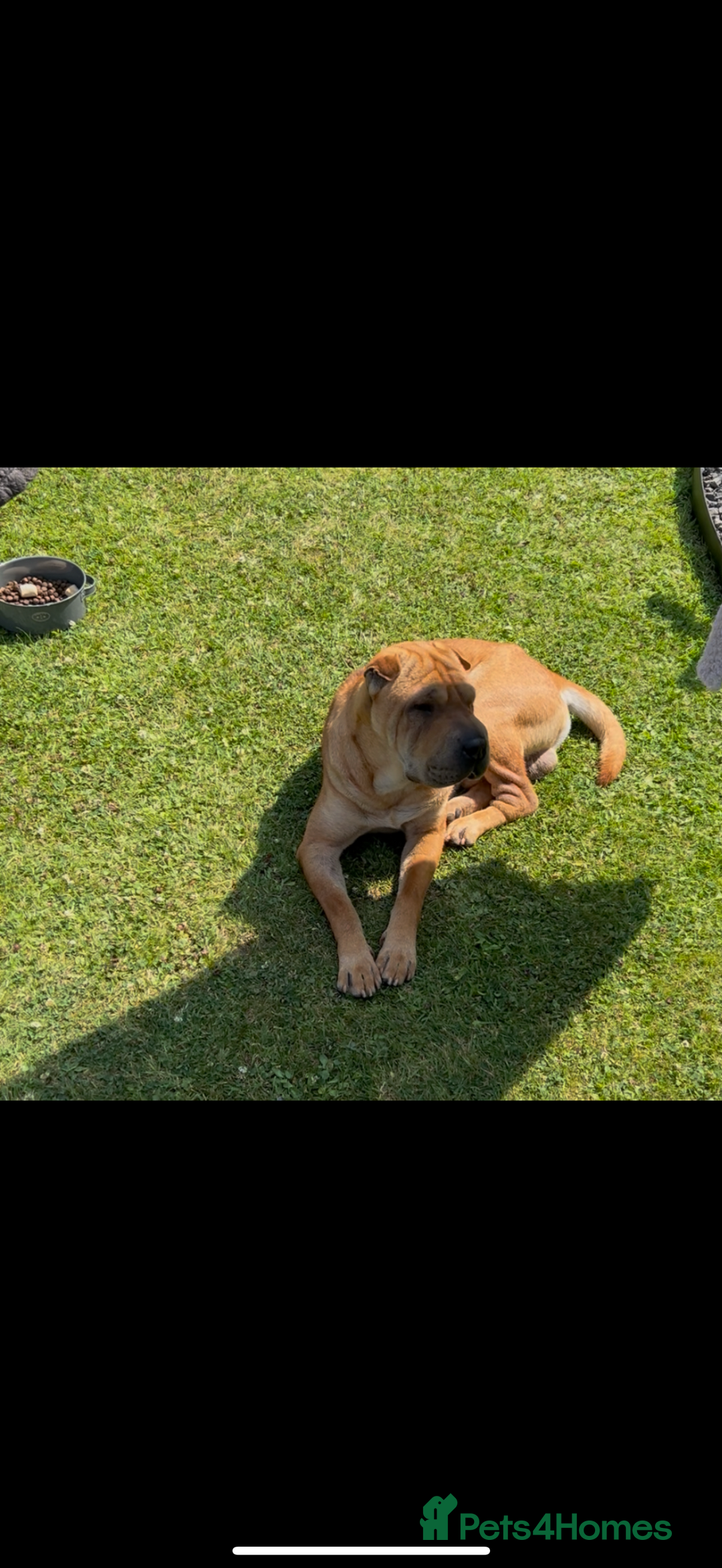 Shar Pei dogs for sale: 1.5 year old Shar Pei - immediate rehome needed - Image 2
