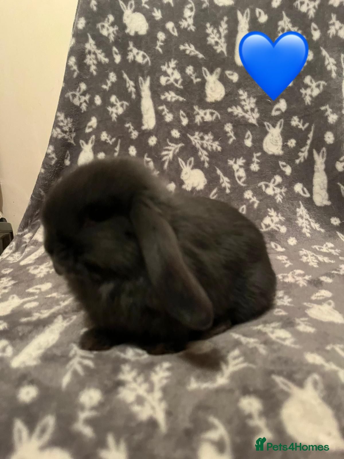 Mini Lop rabbits Mini Lop Babies - Advert 2