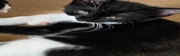 Mixed Breed cats for sale: Two beautiful kittens - Advert 5