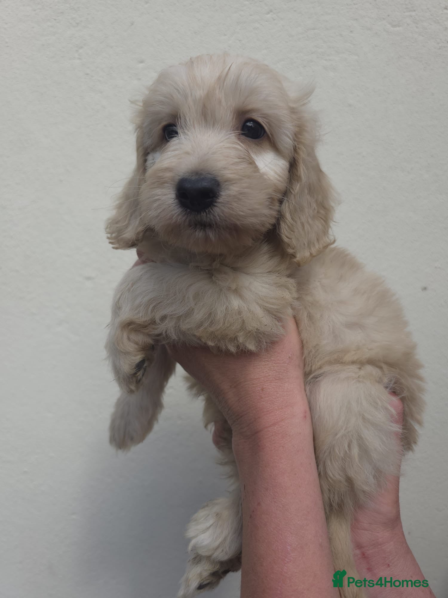 Cockapoo dogs COCKAPOO PUPPIES READY NOW - Advert 15