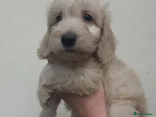 Cockapoo dogs COCKAPOO PUPPIES READY NOW - Advert 15