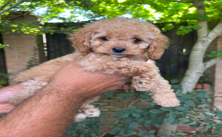Cavapoo dogs - Advert 15