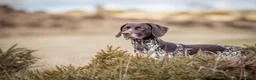 German Shorthaired Pointer dogs for sale: Matilda - Advert 10