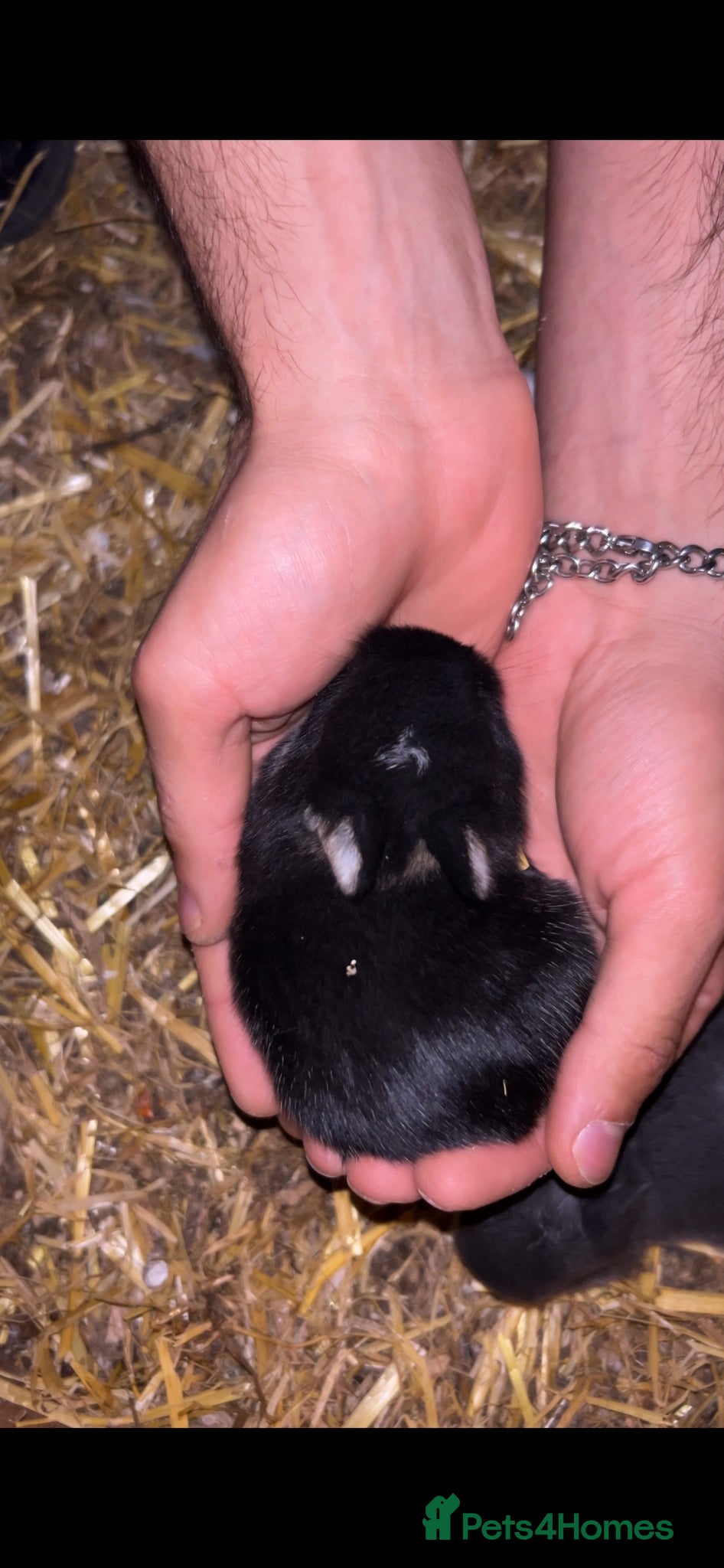 Netherland Dwarf rabbits Baby Prue breed neatherland dwarf rabbits unsexed - Advert 15