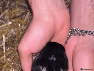 Netherland Dwarf rabbits Baby Prue breed neatherland dwarf rabbits unsexed - Advert 15