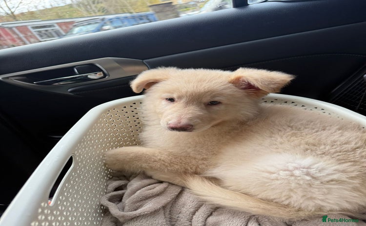 German Shepherd dogs - Advert 2