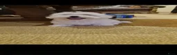 Maltese dogs for sale: Maltese - Advert 3