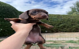 Miniature Dachshund dogs for sale: Miniature Dachshund Puppies  - Image 13