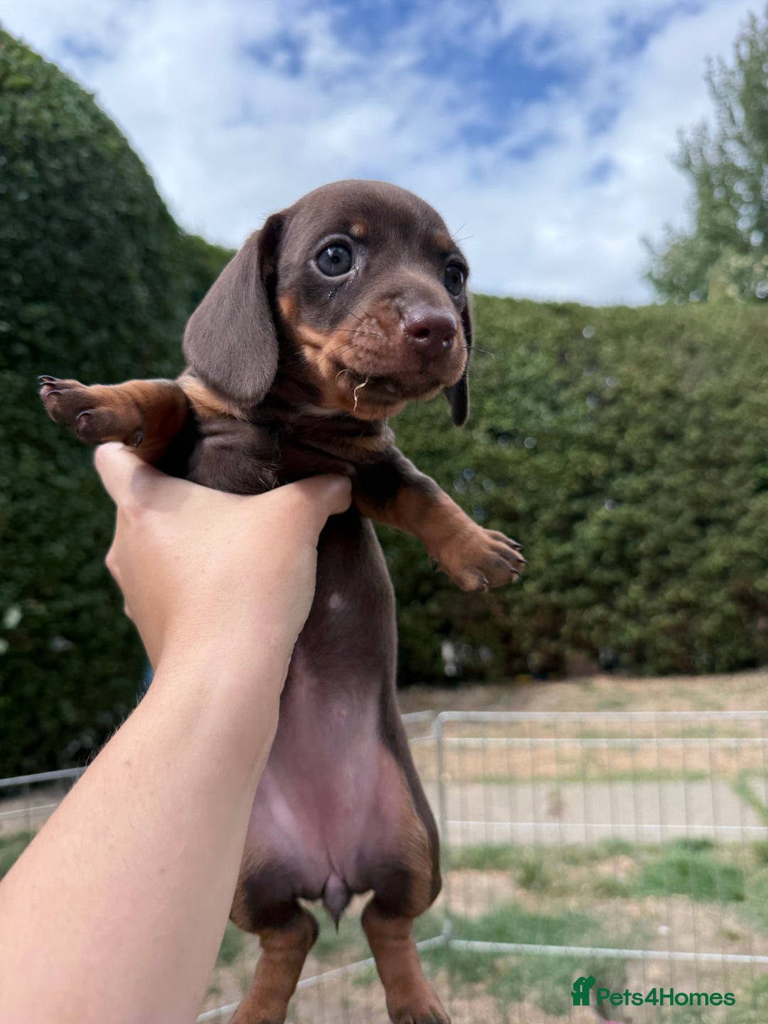 Miniature Dachshund dogs for sale: Miniature Dachshund Puppies  - Image 13