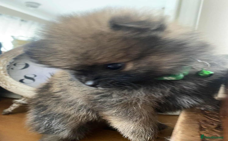Pomeranian dogs - Advert 1