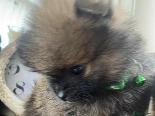 Pomeranian dogs - Advert 20