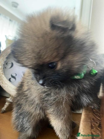 Pomeranian dogs - Advert 4