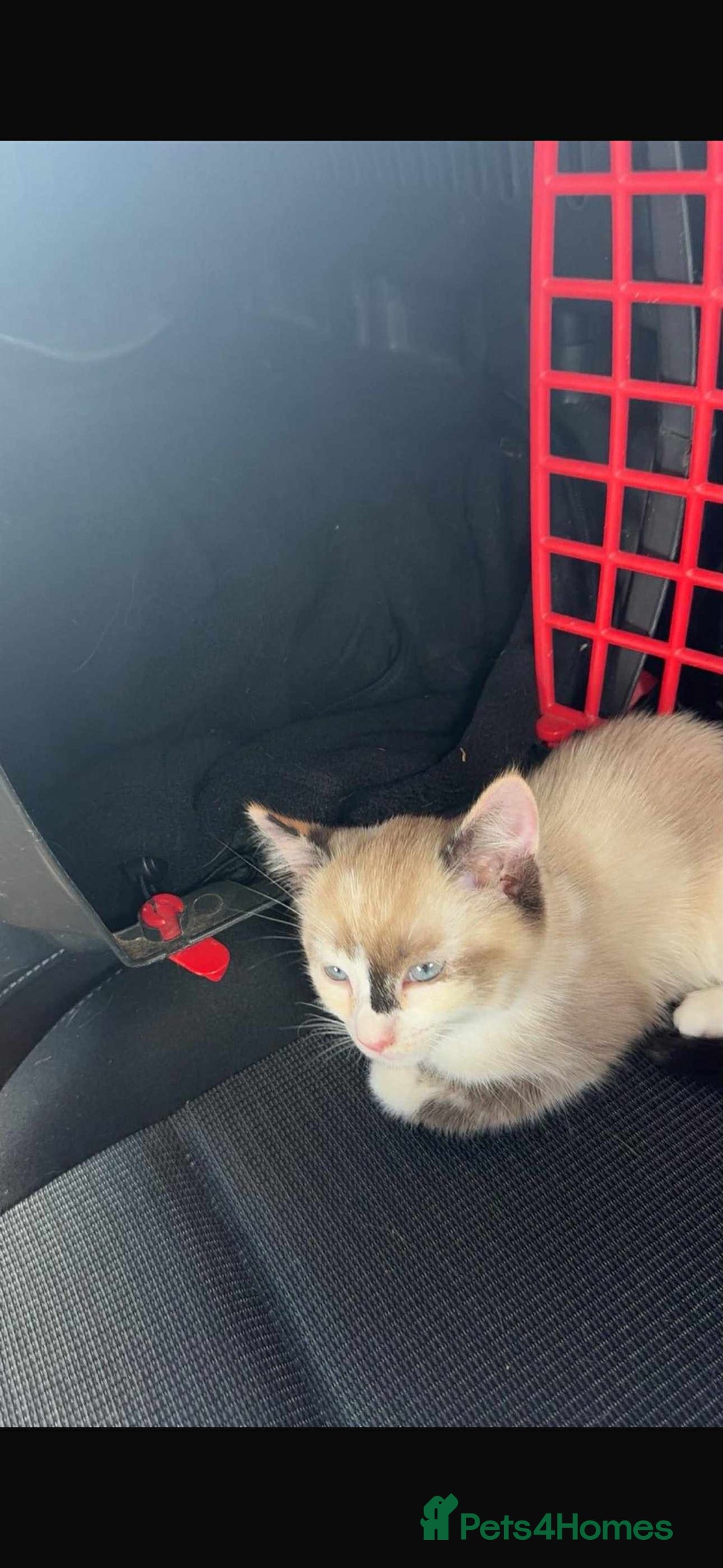 Mixed Breed cats for sale: Ragdoll cross  - Advert 5