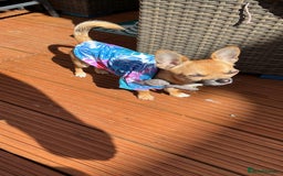 Chihuahua dogs for stud: Chihuahua Stud - Image 3