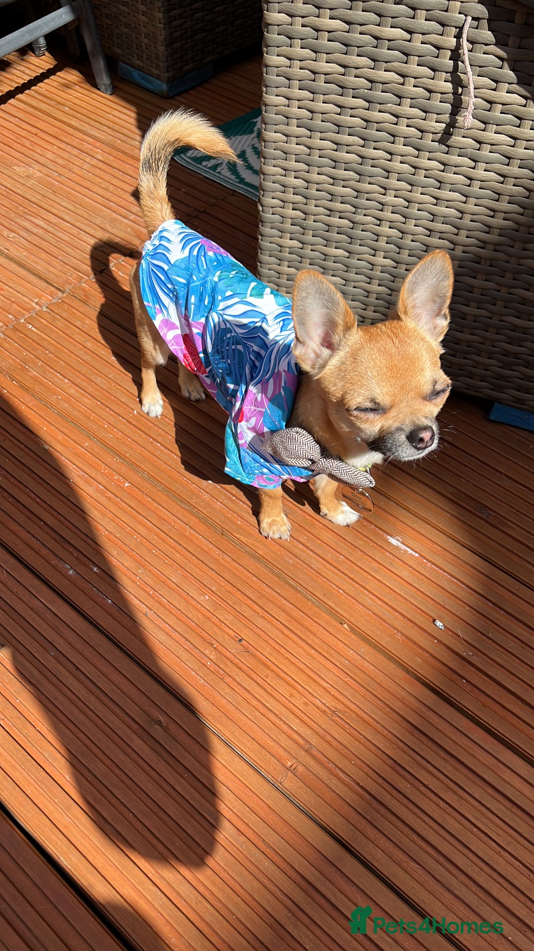 Chihuahua dogs for stud: Chihuahua Stud - Image 3