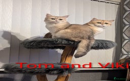 British Shorthair cats for sale: One lovely girl and three handsome boys  - Image 35