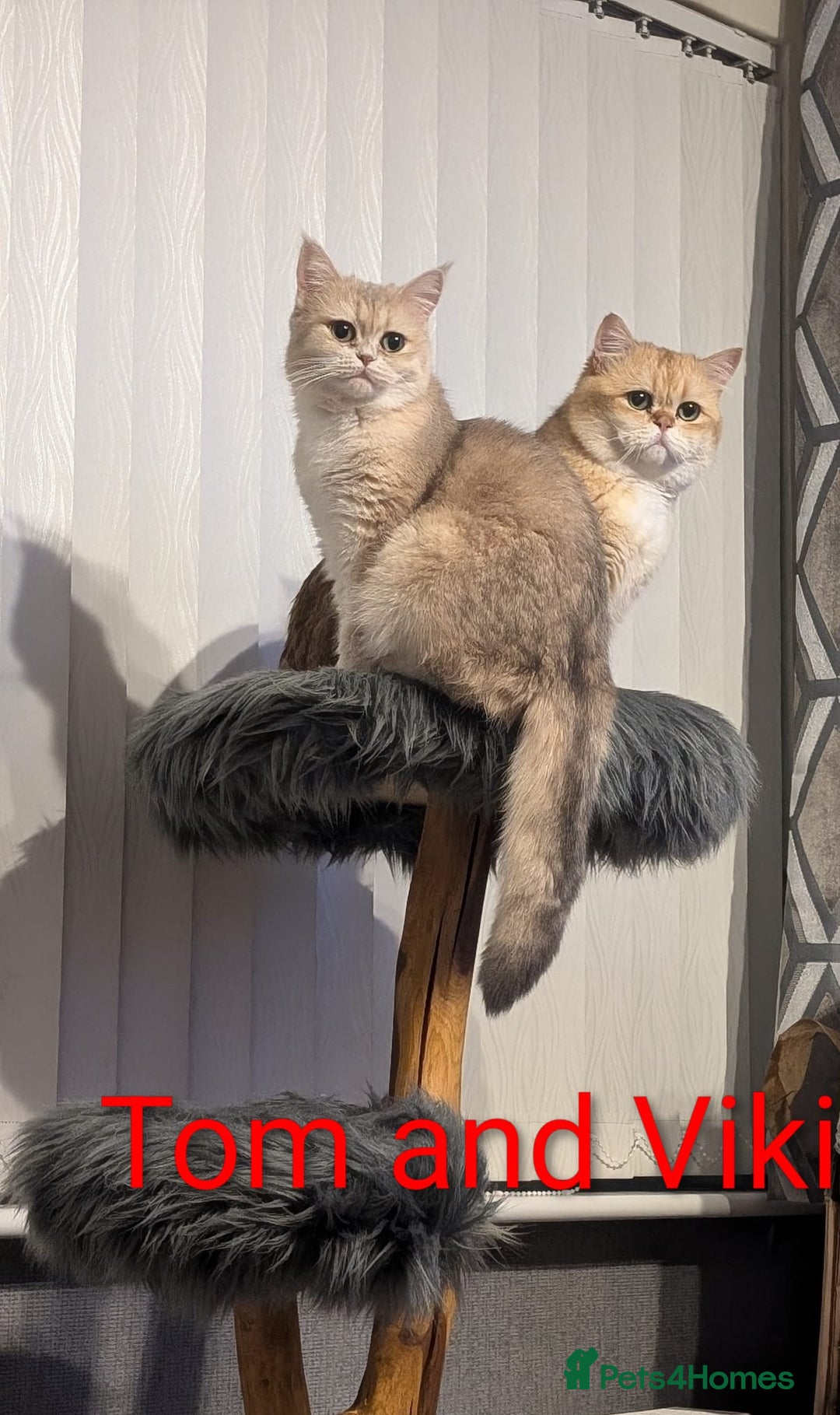 British Shorthair cats for sale: One lovely girl and three handsome boys  - Image 35