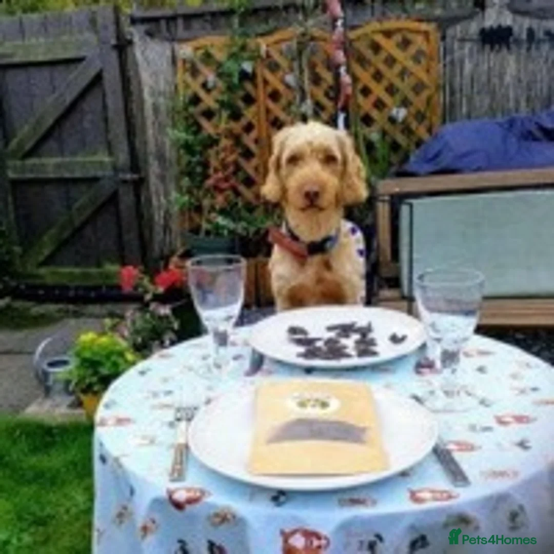 Cockapoo dogs for stud: BAXTER Makes Beautiful Babies 🐾 in Haddington - Advert 19