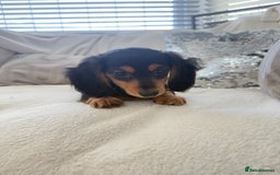 Miniature Dachshund dogs for sale: Minature dachshund  - Image 10
