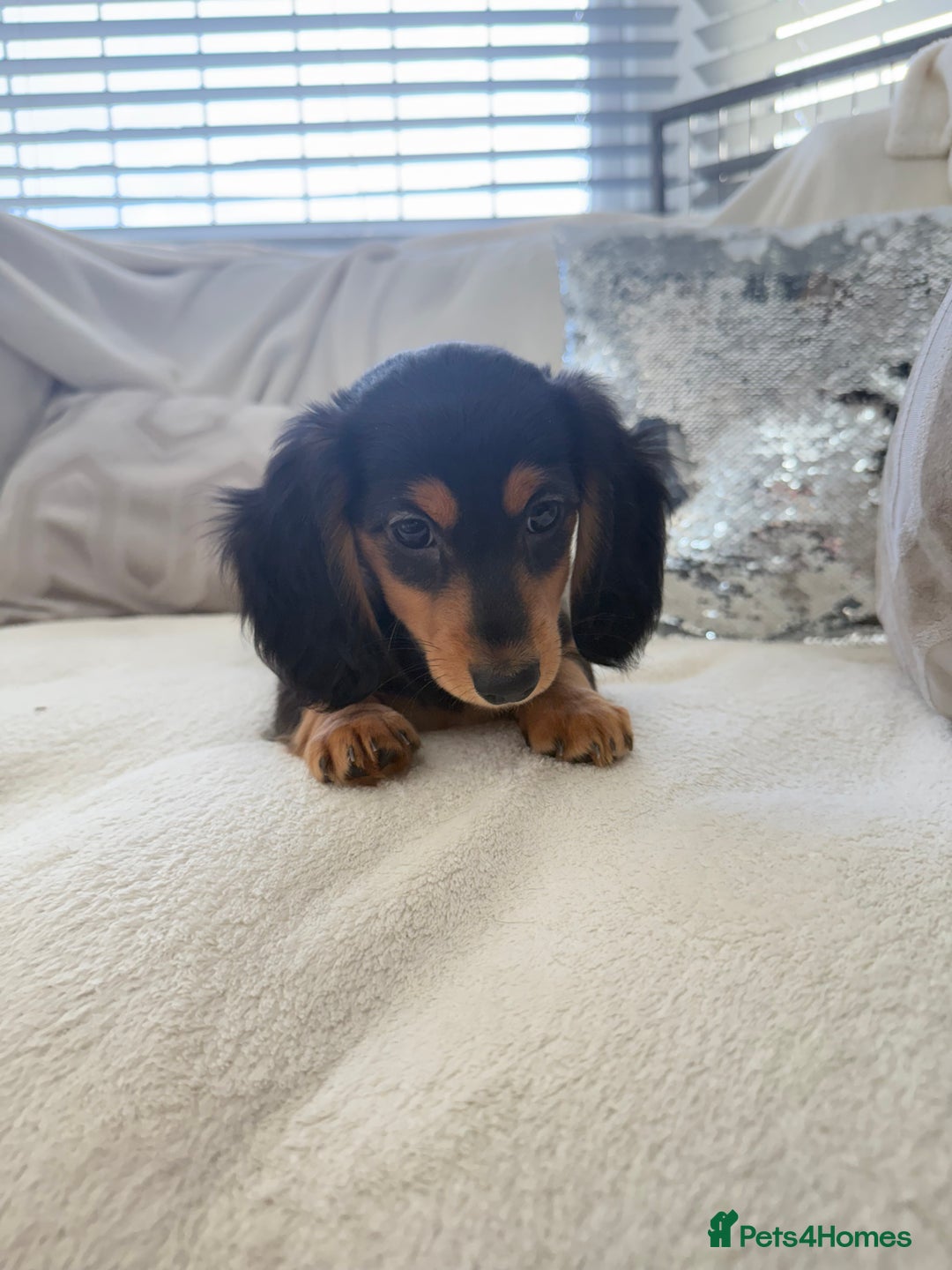 Miniature Dachshund dogs for sale: Minature dachshund  - Image 10