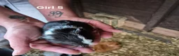 Guinea Pig rodents for sale: Mixed litter of Guinea pigs - Advert 11