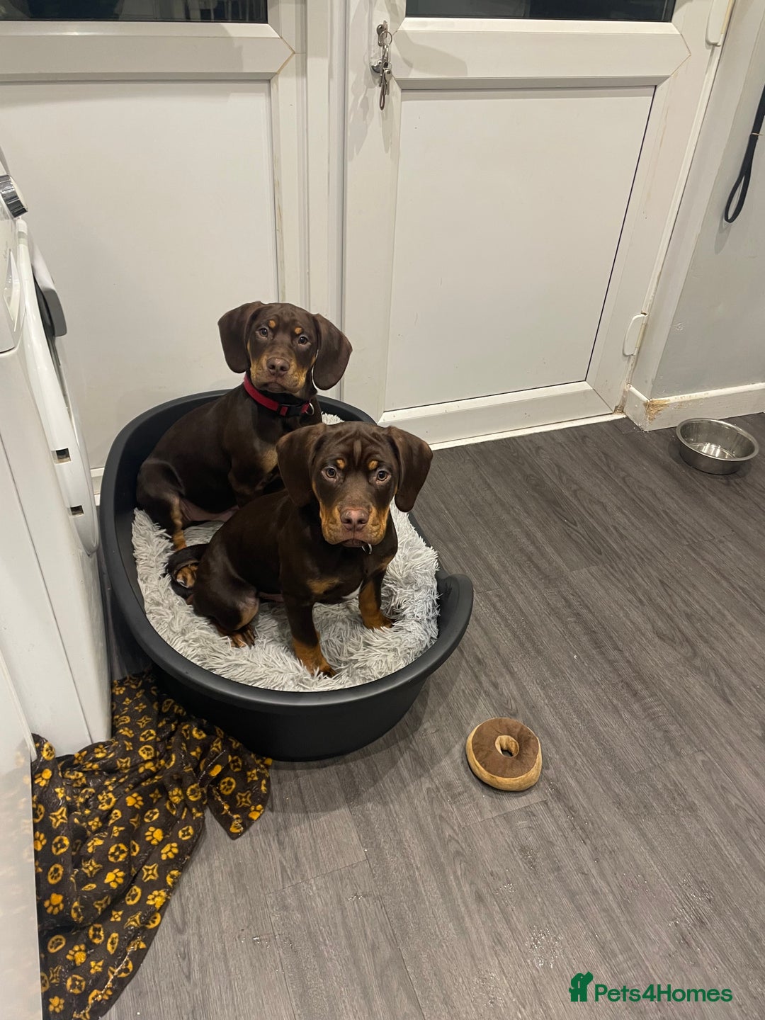 Mixed Breed dogs for sale: Charlie and Cooper  - Advert 2