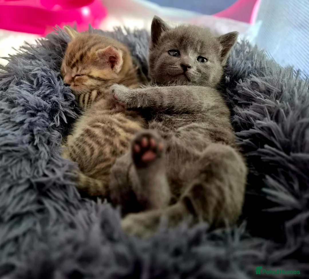 Mixed Breed cats for sale: 2 boys  in Selby - Advert 2